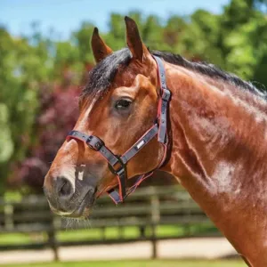 Coordinate Headcollar - Navy/Red