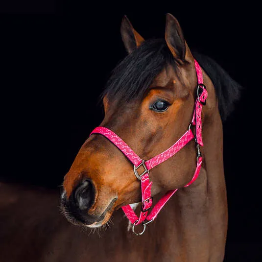 Horze Halter Claremont (222325C)